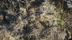 Astragalus arnacantha