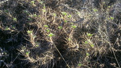 Astragalus arnacantha