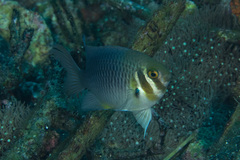 Neoglyphidodon mitratus