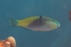 Chlorurus japanensis