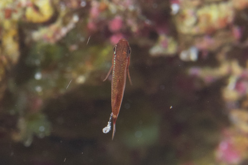 Bluestripe pygmygoby (Trimma tevegae) — Gobiidae