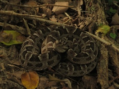 Bothrops pubescens
