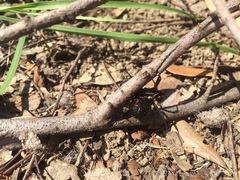 Latrodectus hesperus