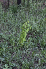 Populus tremula