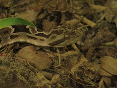 Bothrops pubescens