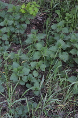 Urtica dioica