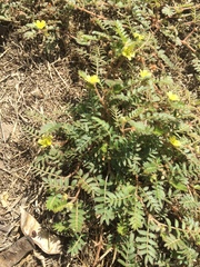 Tribulus terrestris