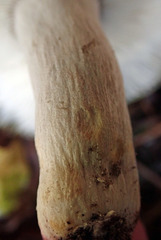 Russula vinaceocuticulata