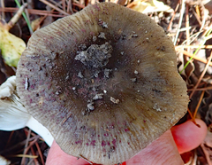 Russula vinaceocuticulata