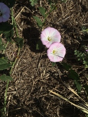 Convolvulus arvensis