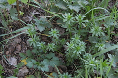 Galium mollugo