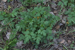 Geum