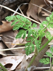 Scandix pecten-veneris