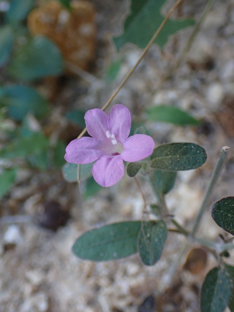 Ruellia fiherenensis