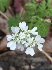 Scandix pecten-veneris