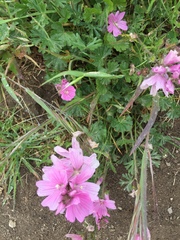 Sidalcea malviflora malviflora
