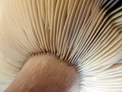 Russula vinaceocuticulata