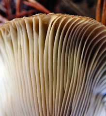 Russula vinaceocuticulata