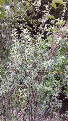 Image of Kunzea amathicola by (c) Andy McKay, some rights reserved (CC BY)