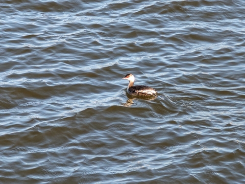 iNaturalist observation 2024-03-24
