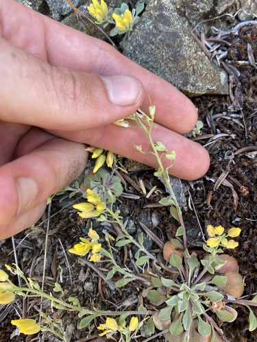 Geyer's Twinpod (Physaria geyeri)