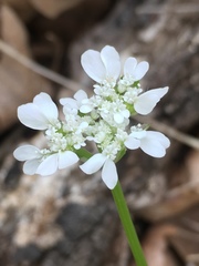Scandix pecten-veneris