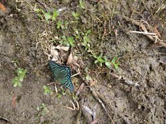 Phocides urania urania