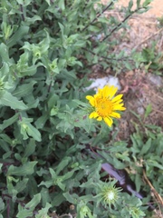 Grindelia inuloides