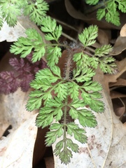 Scandix pecten-veneris