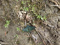 Phocides urania urania