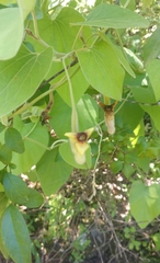 Piperales