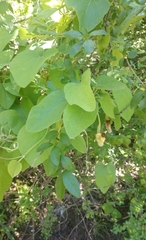 Piperales