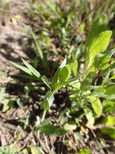 Blackstonia imperfoliata (Blackstonia imperfoliata)