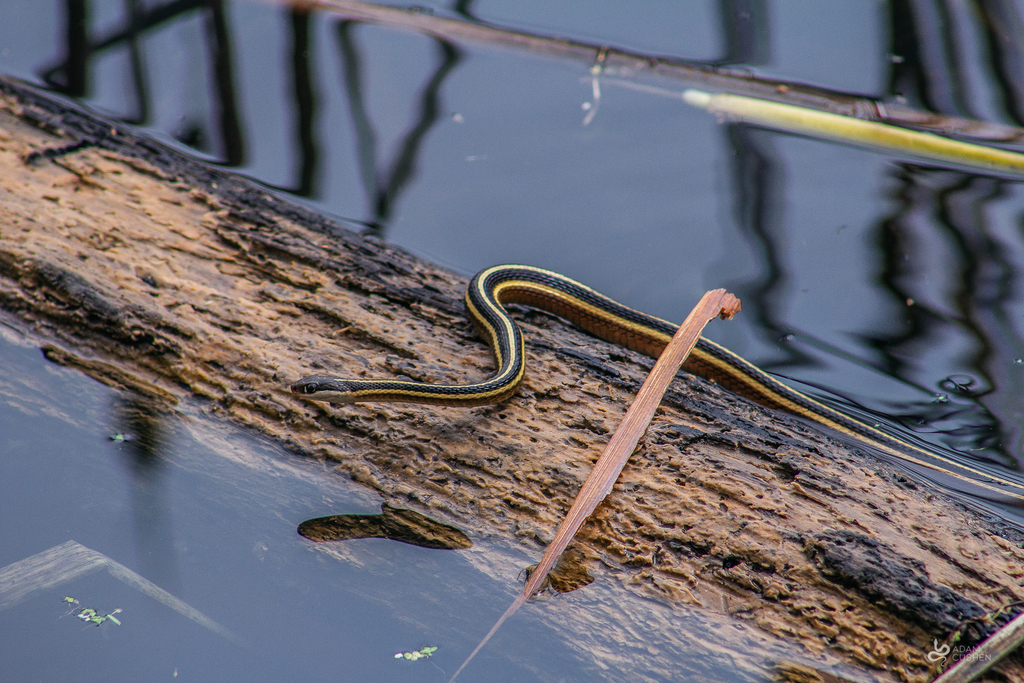 10 Facts About The Eastern Ribbon Snake – Snake Radar