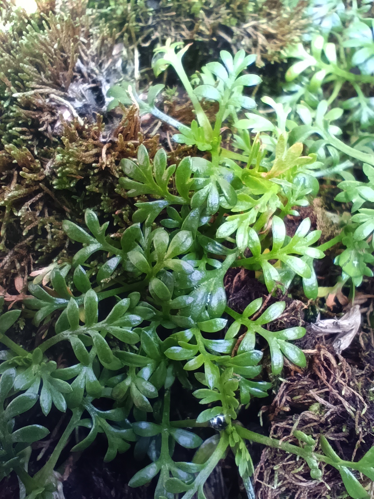 Mexican Brassbuttons (Soliva mexicana)