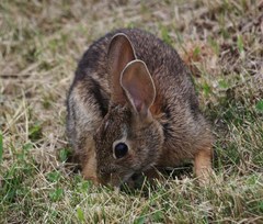 Sylvilagus floridanus