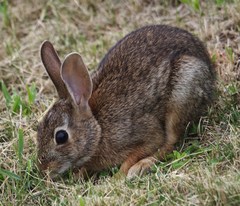 Sylvilagus floridanus