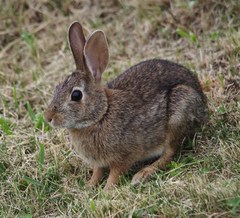 Sylvilagus floridanus