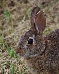 Sylvilagus floridanus