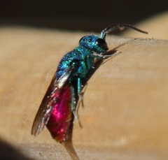 Chrysis terminata