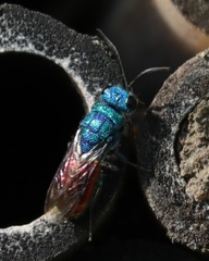 Chrysis terminata