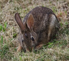 Sylvilagus floridanus