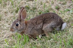 Sylvilagus floridanus