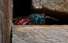Chrysis terminata