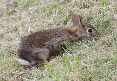 Sylvilagus floridanus