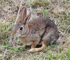 Sylvilagus floridanus