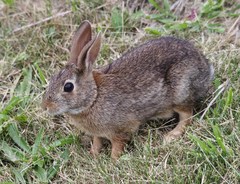 Sylvilagus floridanus