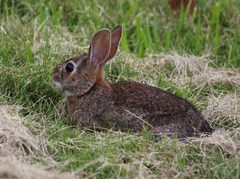 Sylvilagus floridanus