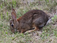 Sylvilagus floridanus