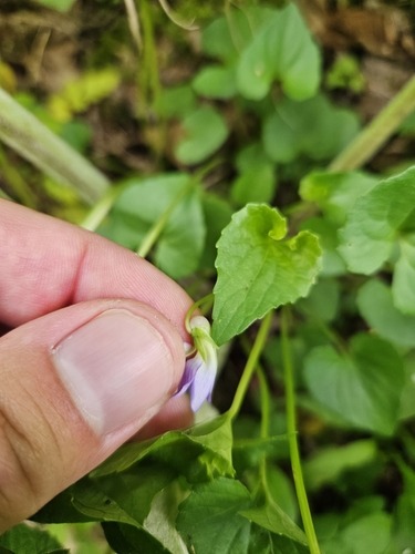 Image of Viola communis by (c) Daniel McClosky, some rights reserved (CC BY)